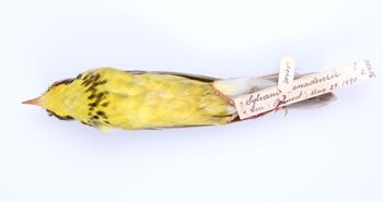 Media type: image;   Ornithology 293751 Description: Wilsonia canadensis;  Aspect: ventral